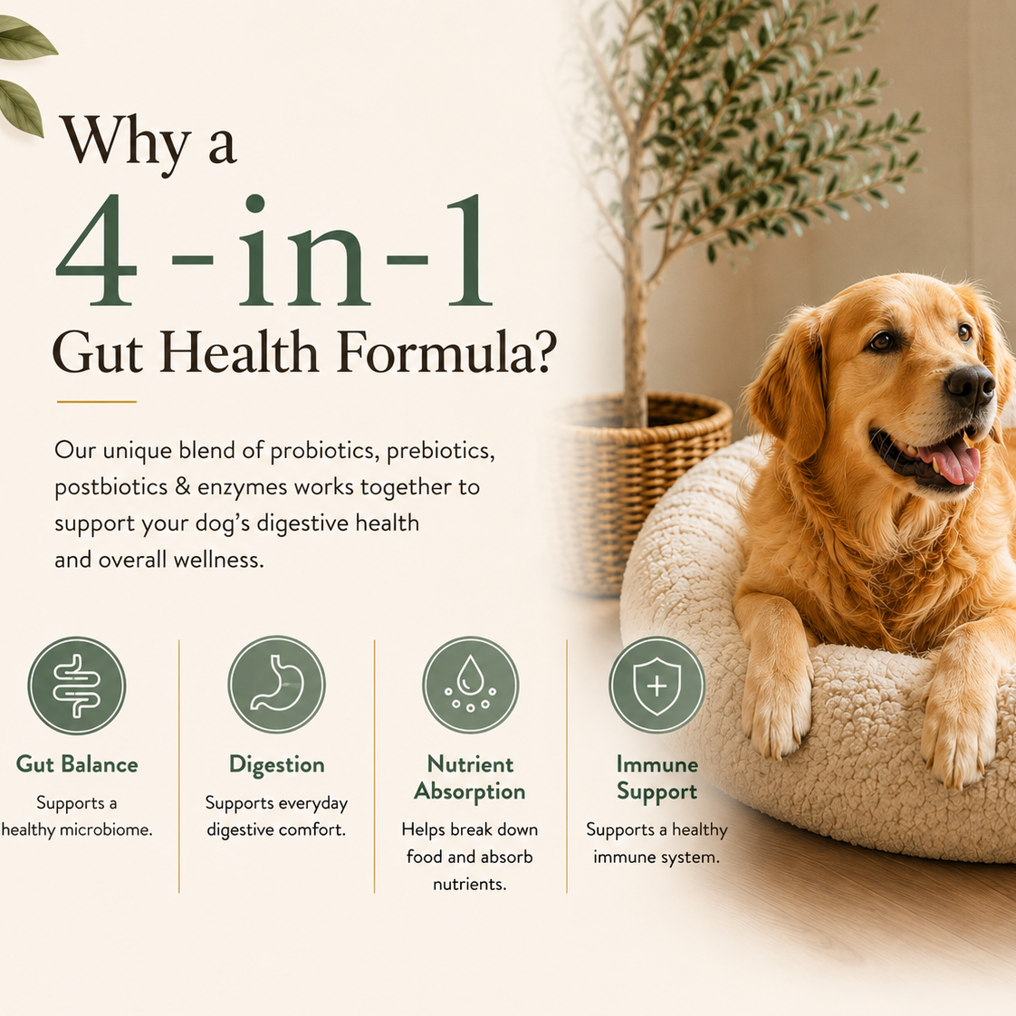 Survipet Digestive Probiotics for Dogs